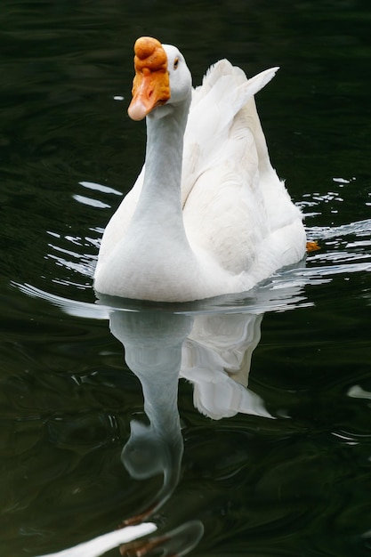 Schönheit weißer Schwan schwimmt in einem Teich