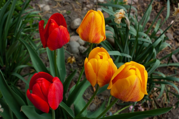 Schönheitsblume im Garten