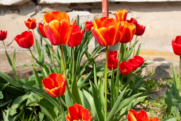 Schönheitsblume im Garten