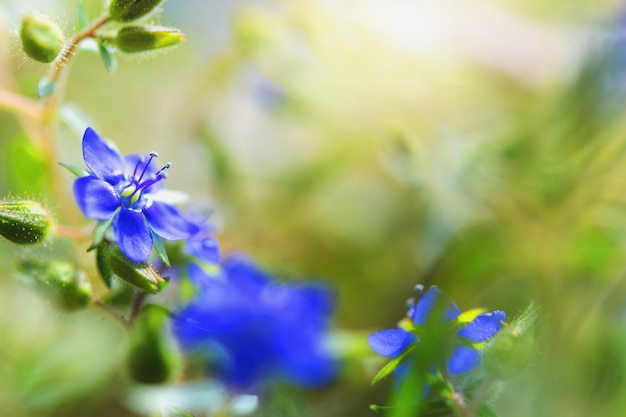 Schönheitsblume wild mit Sonnenschein