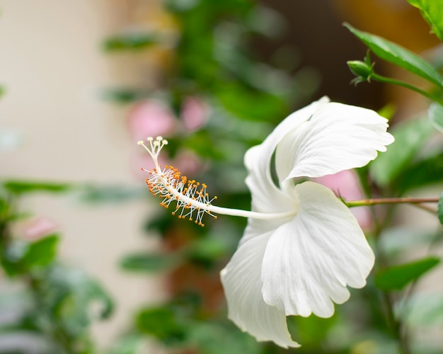 Schönheitskarpel der weißen Blume