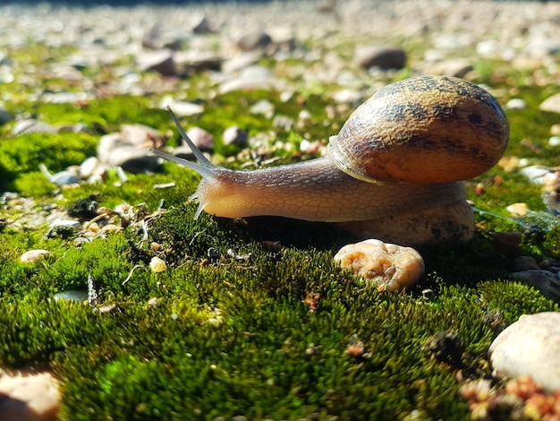 Foto schönheitsmuschel fängt eine schnecke in ihrem lebensraum ein