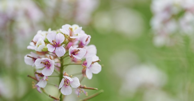 Schönheitsnahaufnahme mit Blume Diplotaxis erucoides mit grünem Hintergrund unscharf