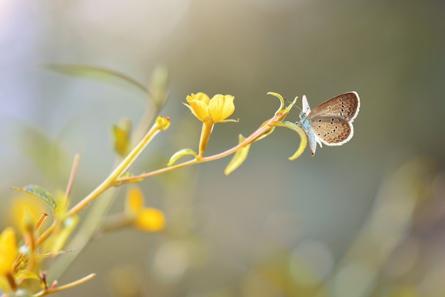 Schönheitsschmetterling auf Blume im tropischen Garten