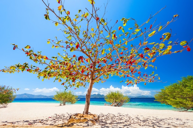 Schönheitsstrand auf der Insel Palawan, Philippinen