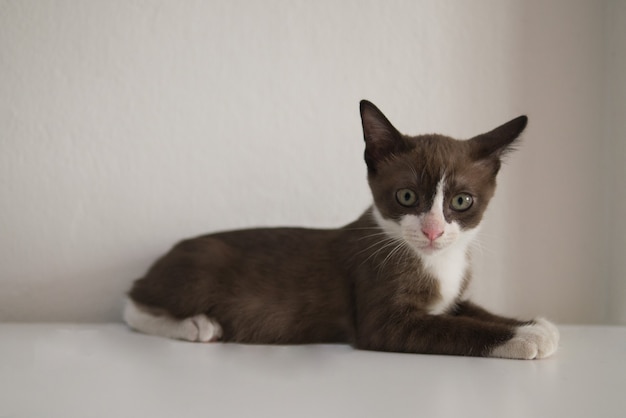 Schokoladenbraune Kätzchenkatze mit weißer Maske betrachtet etwas auf Tisch als Haustierkonzept