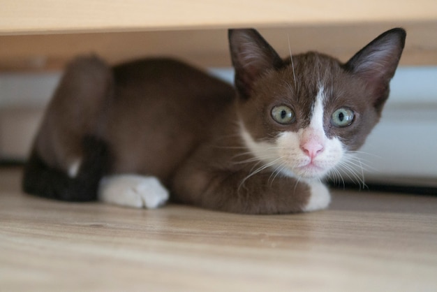 Schokoladenkätzchenkatze versteckt sich unter Holztisch, um etwas aufzupassen