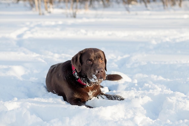 Schokoladenlabor, das im Schnee liegtPorträt eines süßen, lustigen, braunen Labrador-Hundes, der an frostigen Wintertagen glücklich im Freien in weißem, frischem Schnee spielt. Reinrassiger Retriever-Hund im Winter im Freien, der Spaß hat