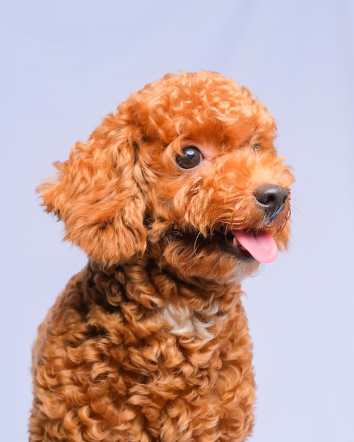 Schokoladenpelzfarbe Pudelhund Fotoshooting im Studio mit grauem Hintergrund und fröhlichem Ausdruck