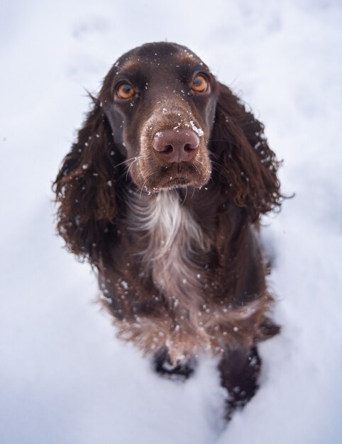 Schokoladenspaniel schaut dich an