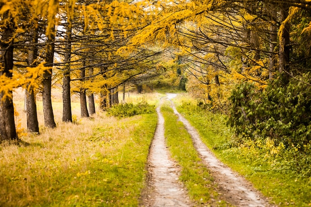 Schotterstraße durch den bunten gelben Herbstwald