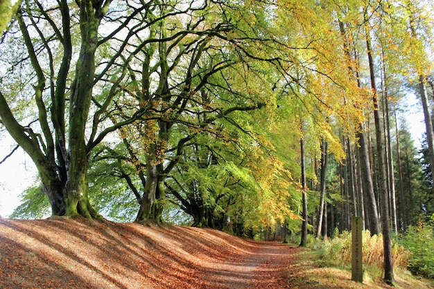 Schotterstraße durch den Wald