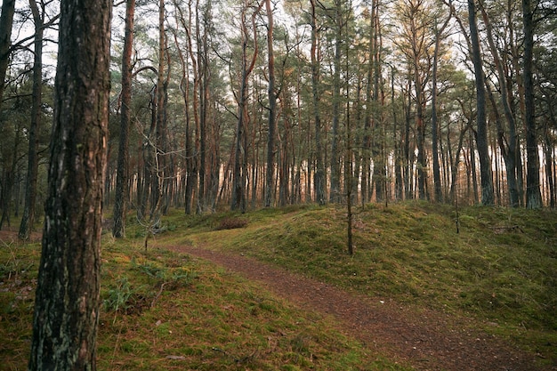 Schotterstraße durch einen alten und moosigen Nadelwald