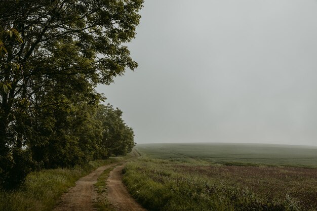 Schotterweg am Rand des Feldes mit Bäumen und Sträuchern auf der anderen Seite, die zum Nebel führen