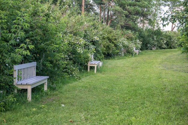 Schotterweg durch einen Kiefernwald mit Bänken