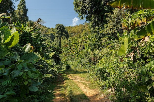 Schotterweg im Dschungel Üppiges grünes Laub an den Seiten der Straße Laos