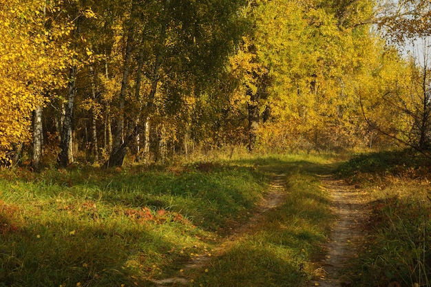 Foto schotterweg im herbstlichen laubwald