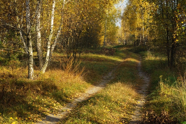 Schotterweg im herbstlichen Laubwald