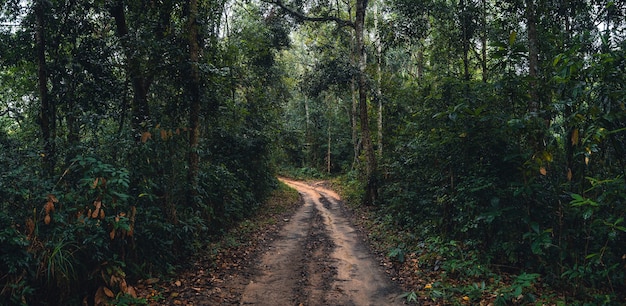 Schotterweg in den Wald in der tropischen Regenzeit