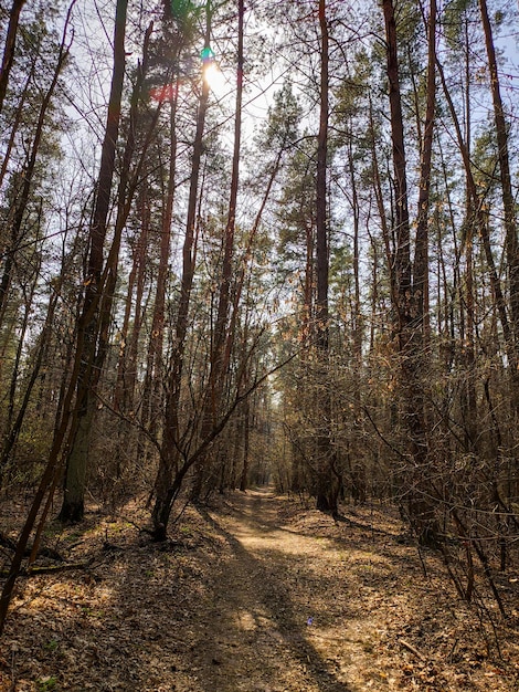 Schotterweg in einem Kiefernwald