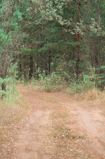 Foto schotterweg in einem vertikalen foto des kiefernwaldes