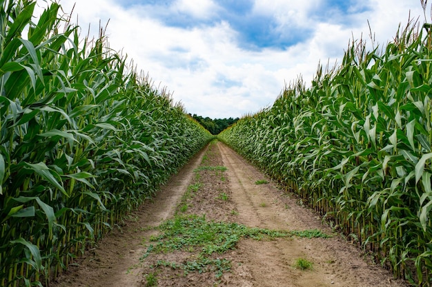 Schotterweg zwischen grüner Maisfeldlandschaft