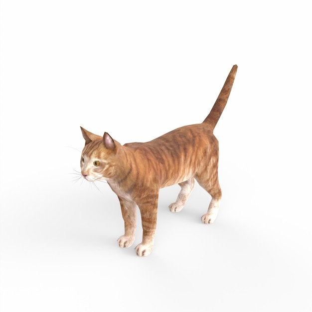 Schottische Faltkatze 3D-Modellierung