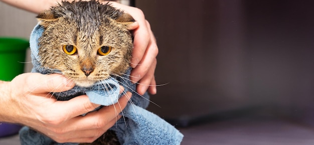 Schottische Faltkatze in einem Handtuch Nasse Katze nach dem Baden in einem blauen Handtuch Die Hände des Mannes, die eine nasse Katze im Badezimmer halten