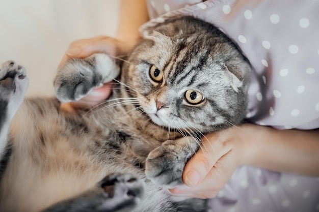 Schottische Faltkatze zu Hause. Hauskatze. Leben mit Haustier.