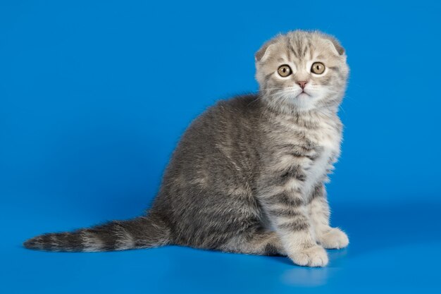 Schottische Falzkurzhaarkatze auf farbigem Hintergrund