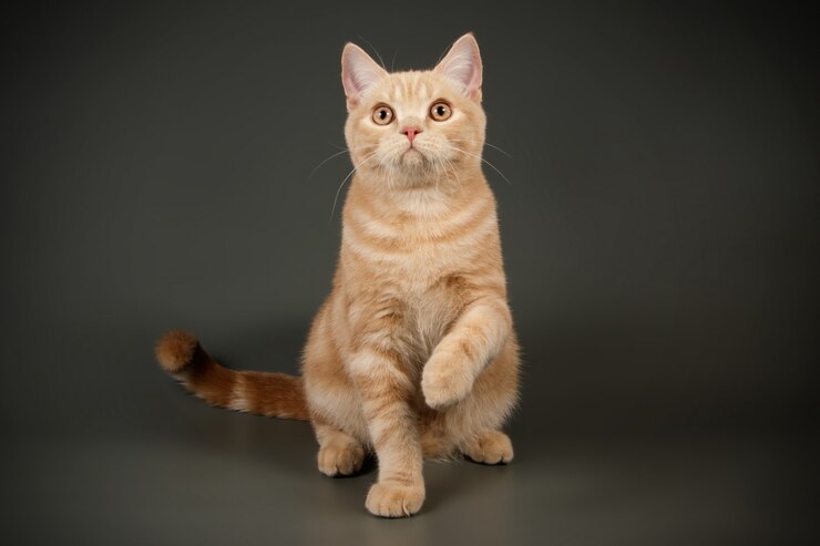 Schottische gerade Kurzhaarkatze