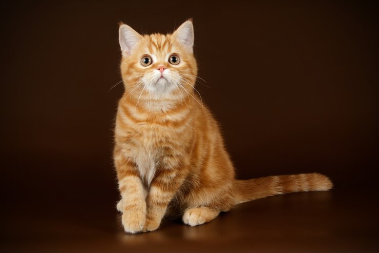 Schottische gerade Kurzhaarkatze