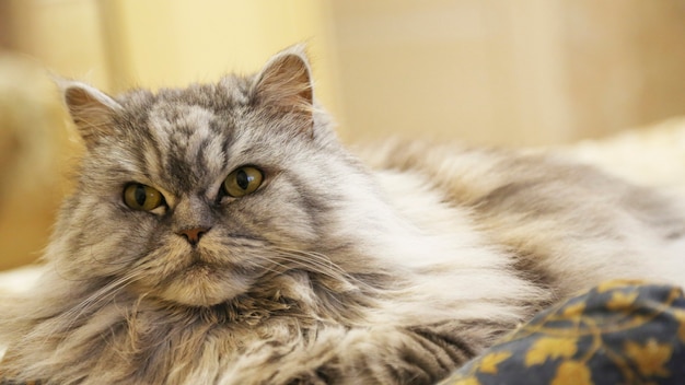 Schottische gerade langhaarige Katze liegt auf dem Kissen. Schöne graue flauschige Katze ruht sich aus