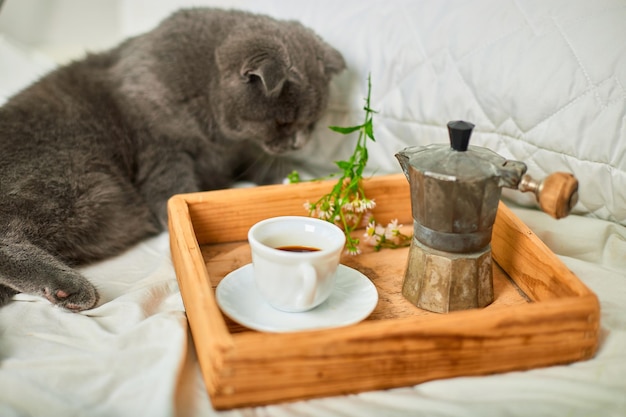 Schottische graue Katze auf dem Bett mit Kaffeetasse, Geysir-Kaffeemaschine und Blumen