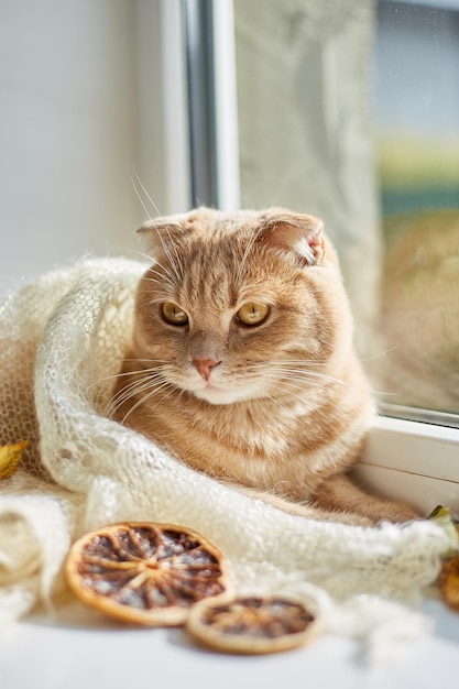 Schottische Ingwerkatze, die zu Hause auf der Fensterbank liegt