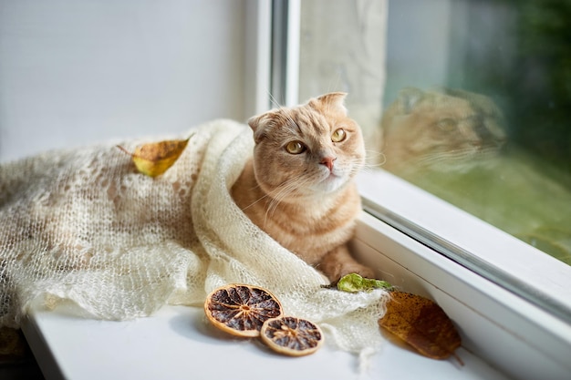 Schottische Ingwerkatze, die zu Hause auf der Fensterbank liegt