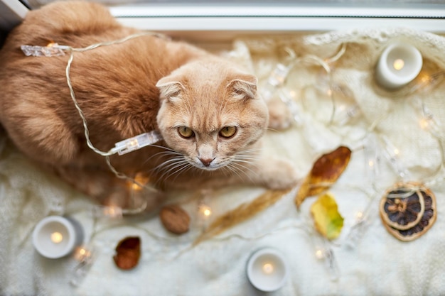 Schottische Ingwerkatze, die zu Hause auf der Fensterbank liegt