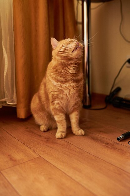 Schottische Ingwerkatze Katze mit roten Haaren Hausgemachte Ingwerkatze