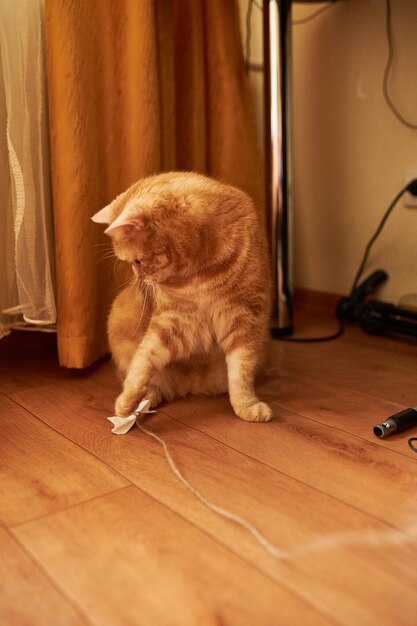 Schottische Ingwerkatze Katze mit roten Haaren Hausgemachte Ingwerkatze