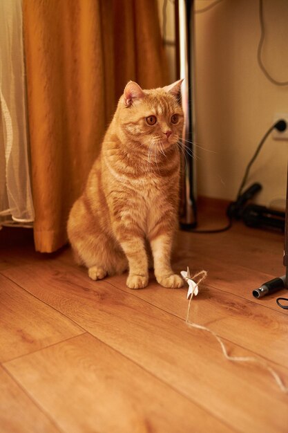 Schottische Ingwerkatze Katze mit roten Haaren Hausgemachte Ingwerkatze