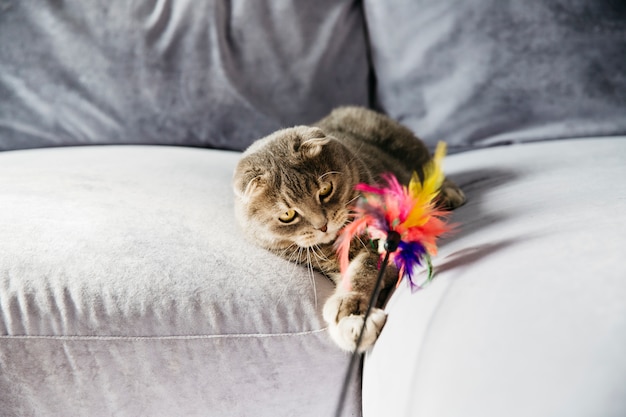 Schottische Katze, die mit Federn auf Sofa spielt