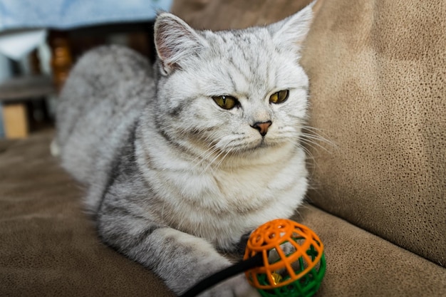 Schottische Katze, die Sofa spielt