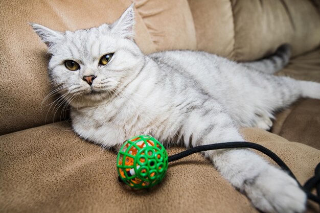 Schottische lustige Katze, die mit Spielzeug spielt