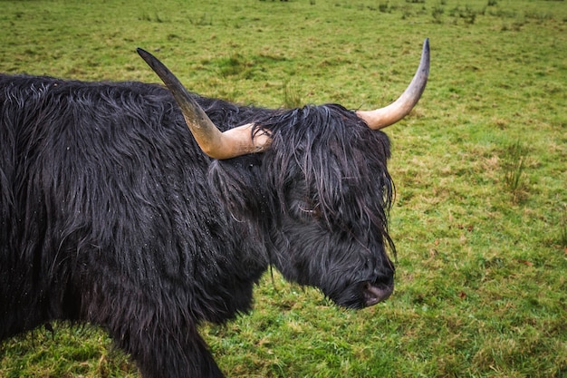 Schottische schwarze Hochlandkuh