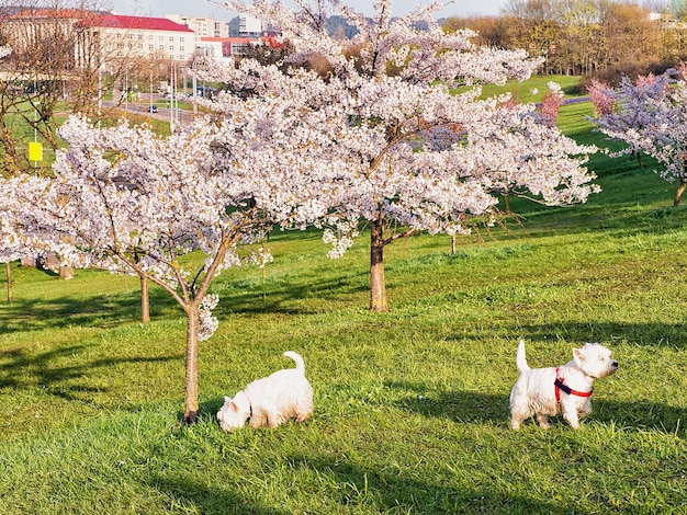 Schottische Terrierhunde, die im Frühling im Sakura- oder Kirschbaumblumengarten spazieren gehen, Vilnius, Litauen
