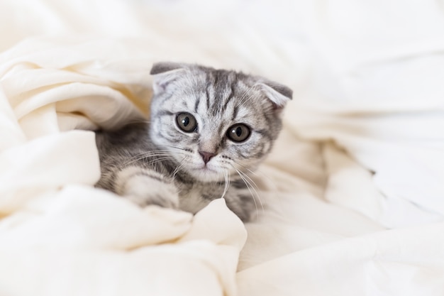 Schottisches Falzkätzchen, das im Bett sitzt