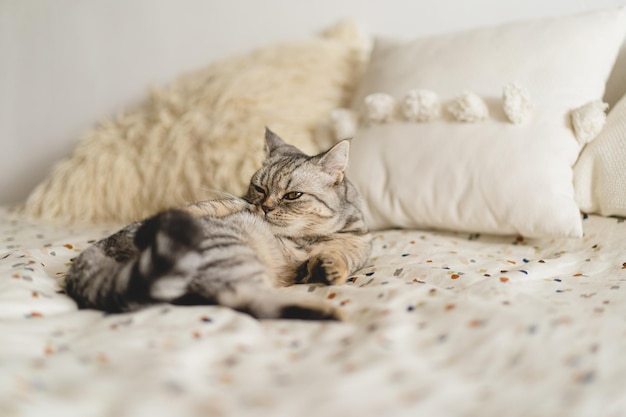 Schottisches gerades nettes Katzen-Porträt glückliches Haustier Graue schottische gerade Katze, die schläft Porträt einer schönen Katze