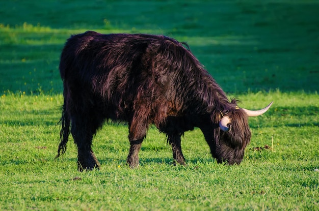 Schottisches Hochland haariger langhorniger schwarzer Stier, der auf der grünen Sommerwiese landwirtschaftliches Nutztierkonzept weidet