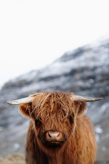 Schottisches Hochlandkalb im Feld