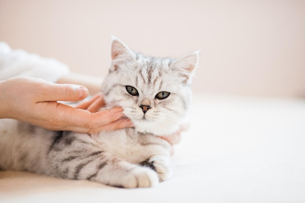 Schottisches Kätzchen in den Händen eines Mädchens Lustige graue Katze